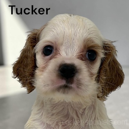 puppy, for, sale, Cocker Spaniel, Joe & Cherri  Overlease, dog, breeder, Miller, MO, dog-breeder, puppy-for-sale, forsale, nearby, find, puppyfind, locator, puppylocator, aca